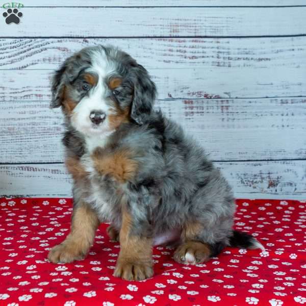 Bingo, Bernedoodle Puppy